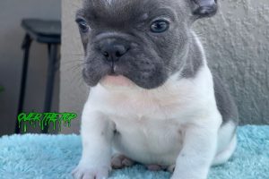 New Blue Pied puppy available!