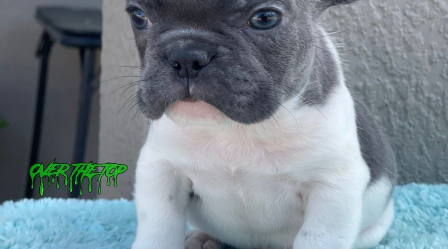 New Blue Pied puppy available!