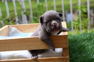 New Blue puppy available!