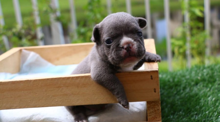 New Blue puppy available!