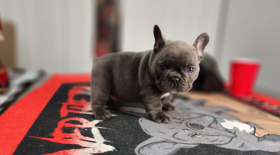 New Blue puppy available!