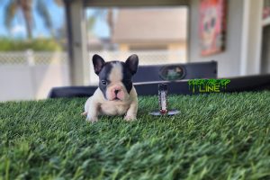 New Black Pied male available!