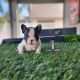 New Black Pied male available!