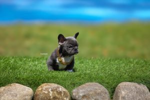 New Blue male puppy available!