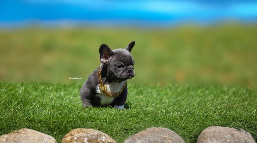 New Blue male puppy available!
