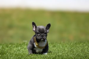 New Blue female puppy available!