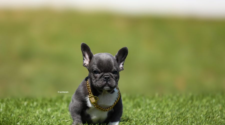 New Blue female puppy available!
