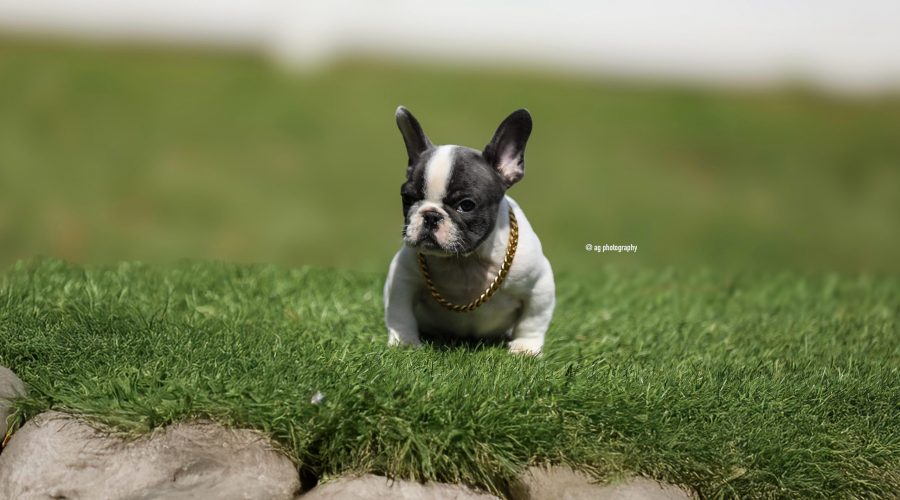 New Blue Pied male puppy available!