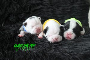 New litter available