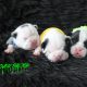 New litter available