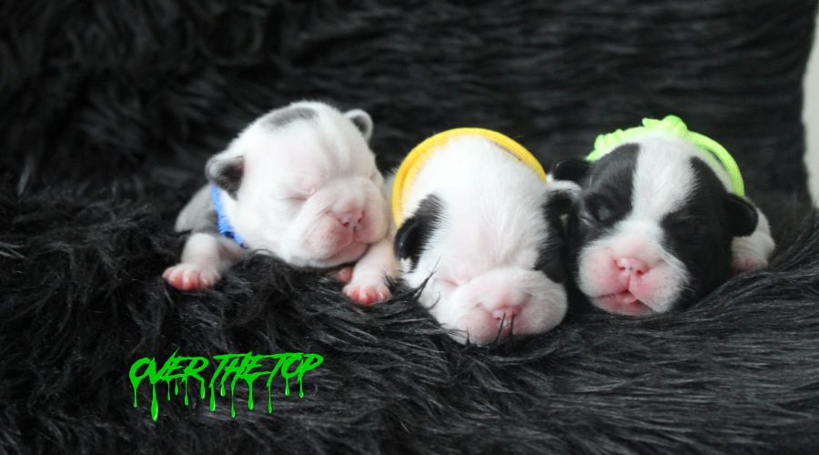 New litter available